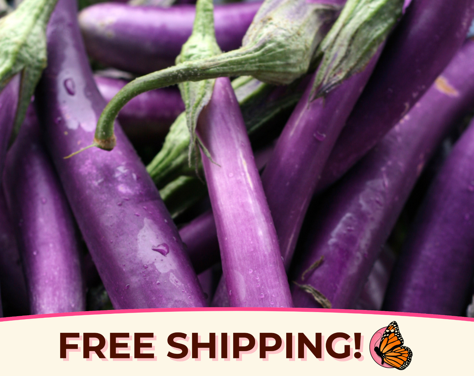 825+ Eggplant Seeds ‘Long Purple’ | Heirloom, Non-GMO, Vegetable Gardening Seed