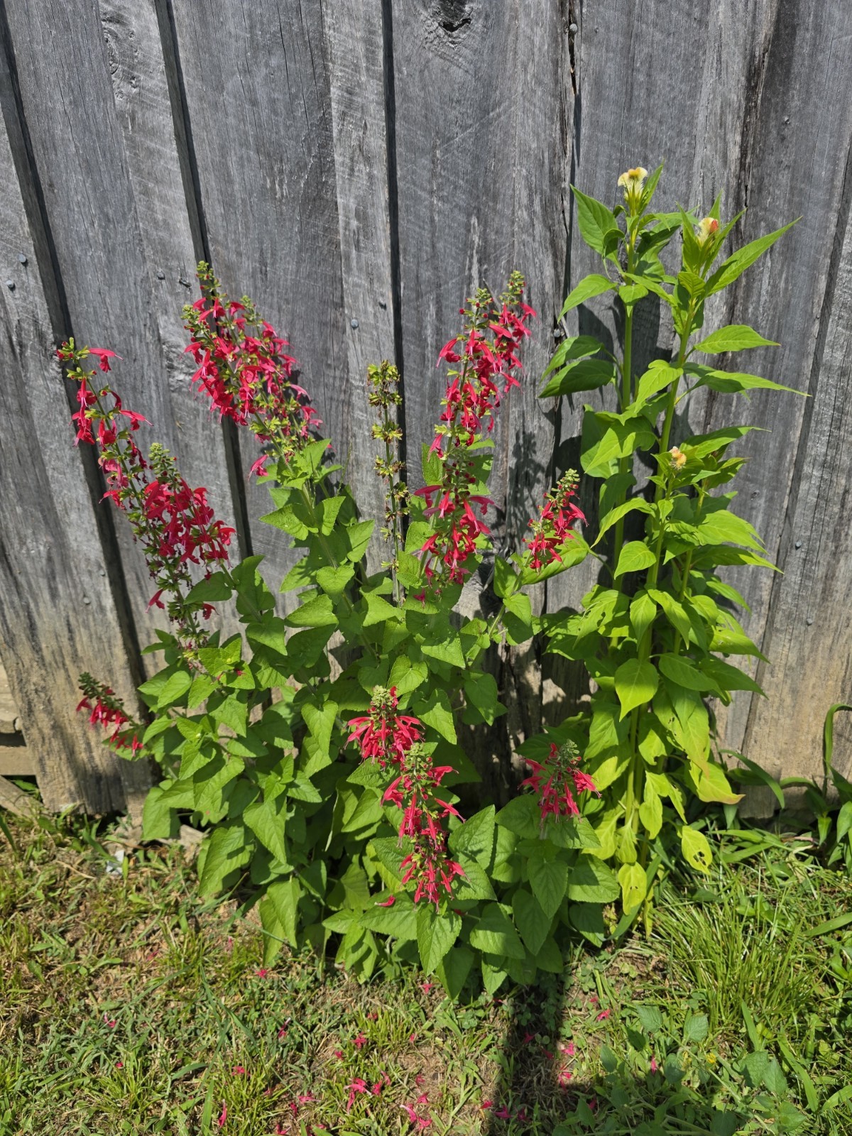 Pineapple Sage Seeds 10 Organic Seeds *FREE SHIPPING*