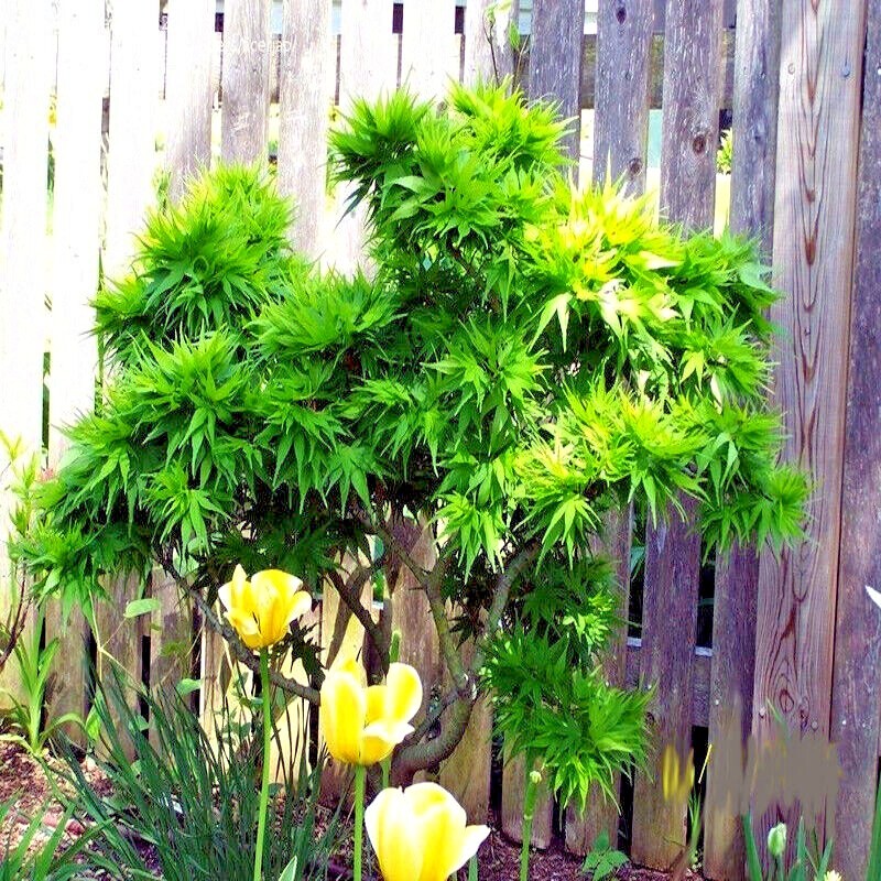 10 “DWARF” Japanese Maple Tree Seeds (Mikawa yatsubusa) UNIQUE Hemp Herb Bonsai