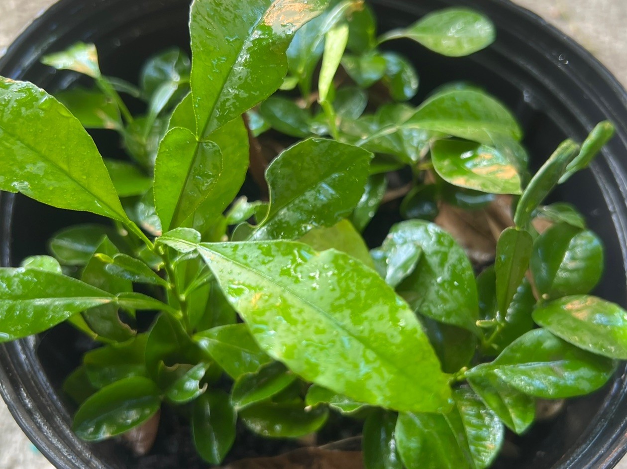 1 Plant Grapefruit 3”-4” Inches Tall