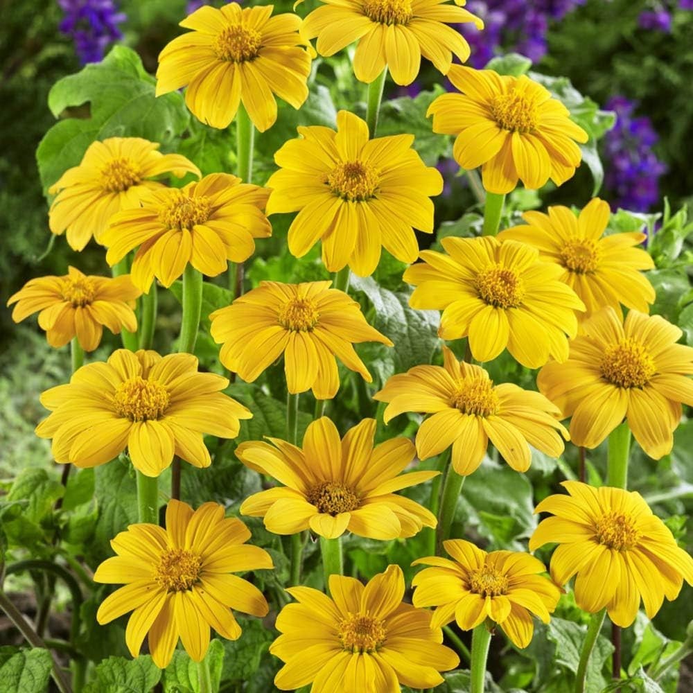Yellow Torch Mexican Sunflower Seeds – 500 Pcs Annual, Easy-to-Grow, Yellow T…