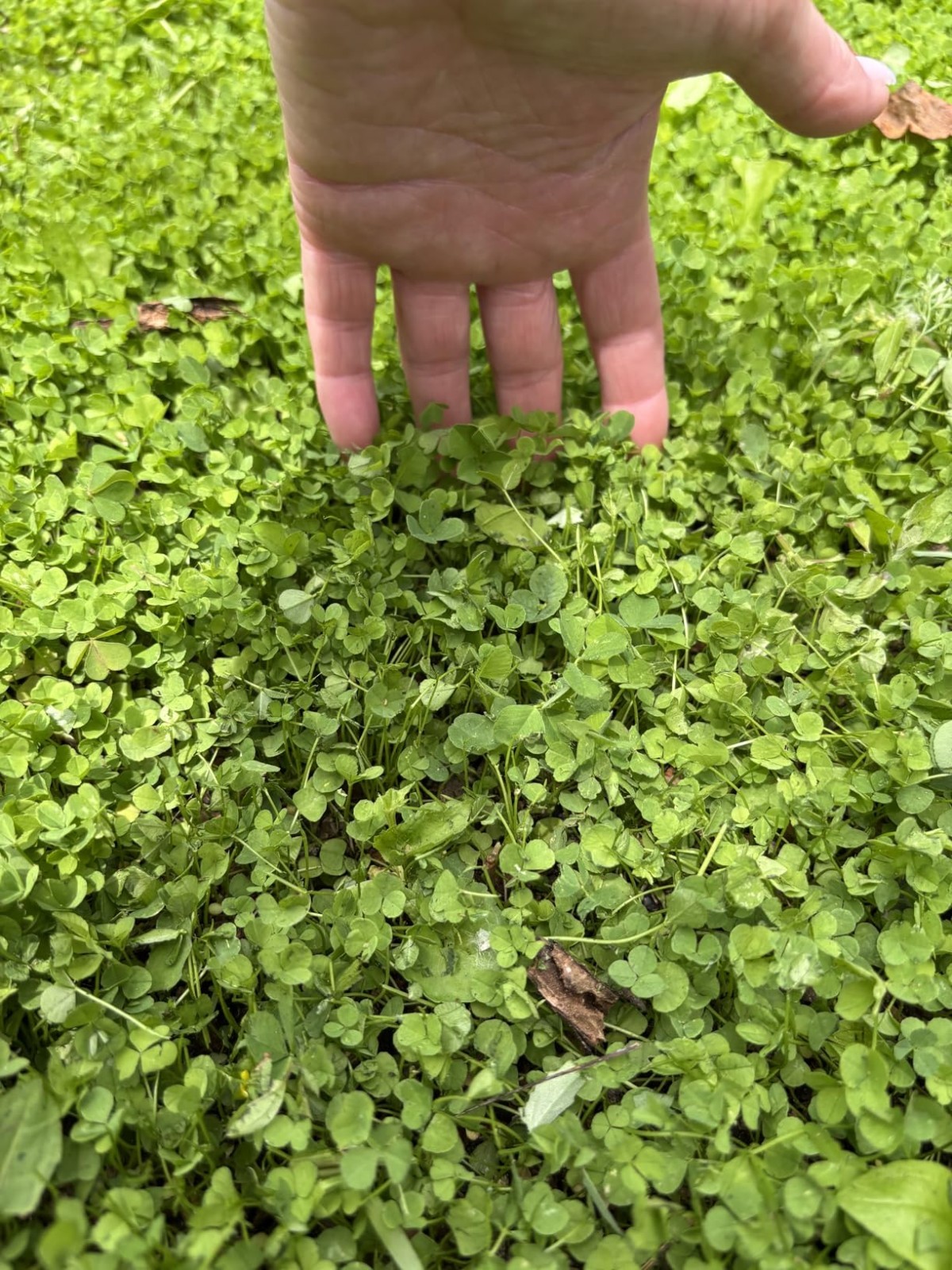 Nitrocoated White Clover Seed – 2 Lbs for Ground Cover & Soil Health Boost