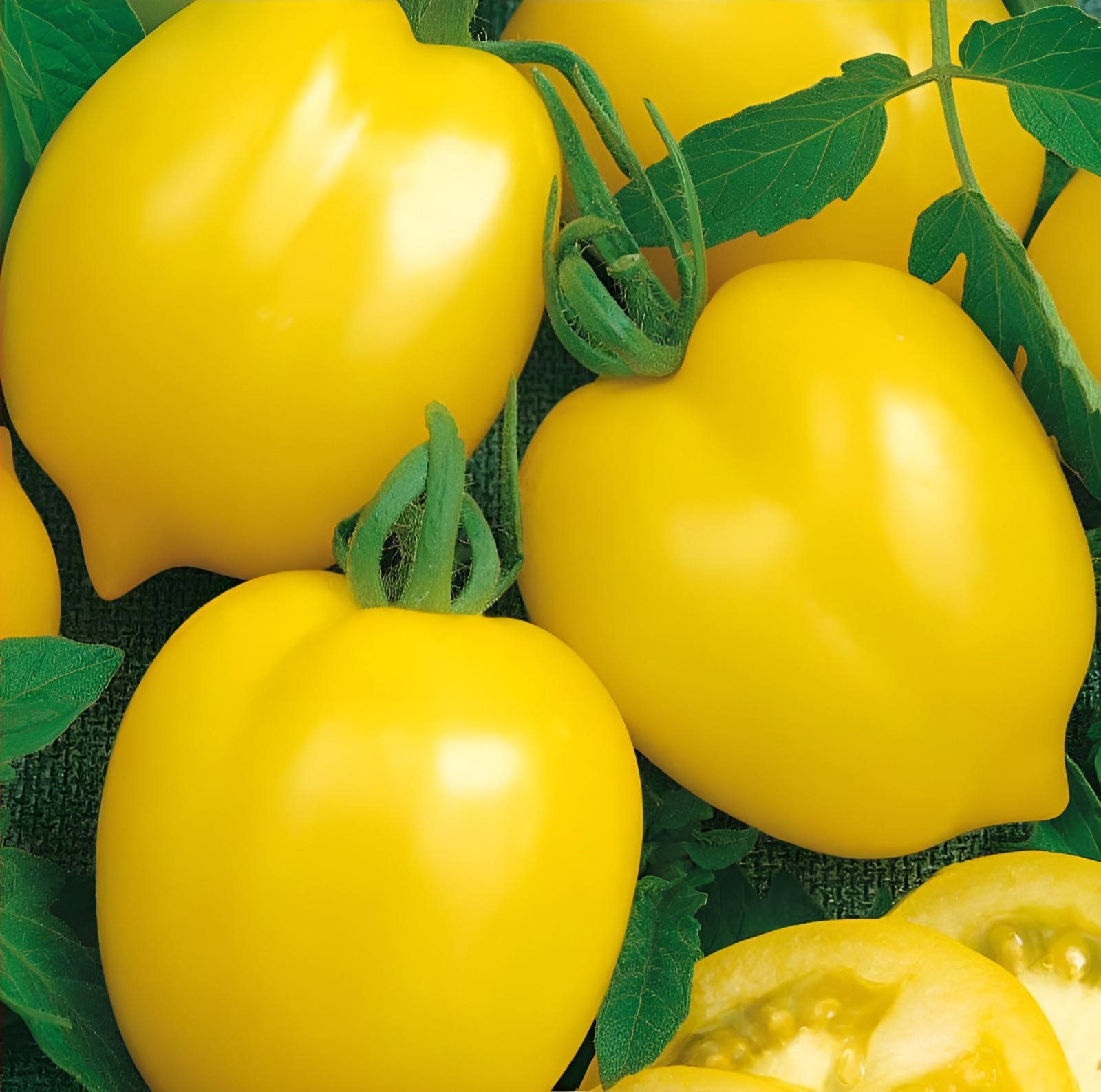 100 Heirloom Rare Lemon Plum Tomato Seeds – Large Sweet Salad Tomato Lemon Shape