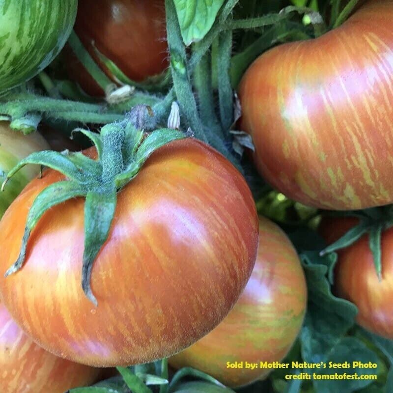 Tomato DWARF RAINBOW MIX Assorted Organic Container Gardening Non-GMO 25+ Seeds