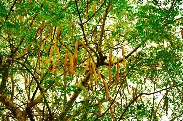 Moringa oleifera | Miracle Tree | Drumstick Tree | Horseradish Tree | 25 Seeds