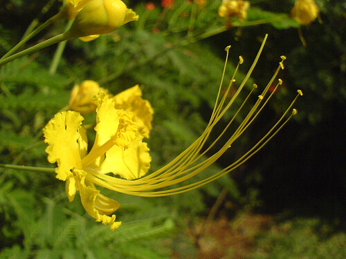Caesalpinia Pulcherrima Yellow 7 Seeds, Mexican Bird Of Paradise Sm Shrub Tree