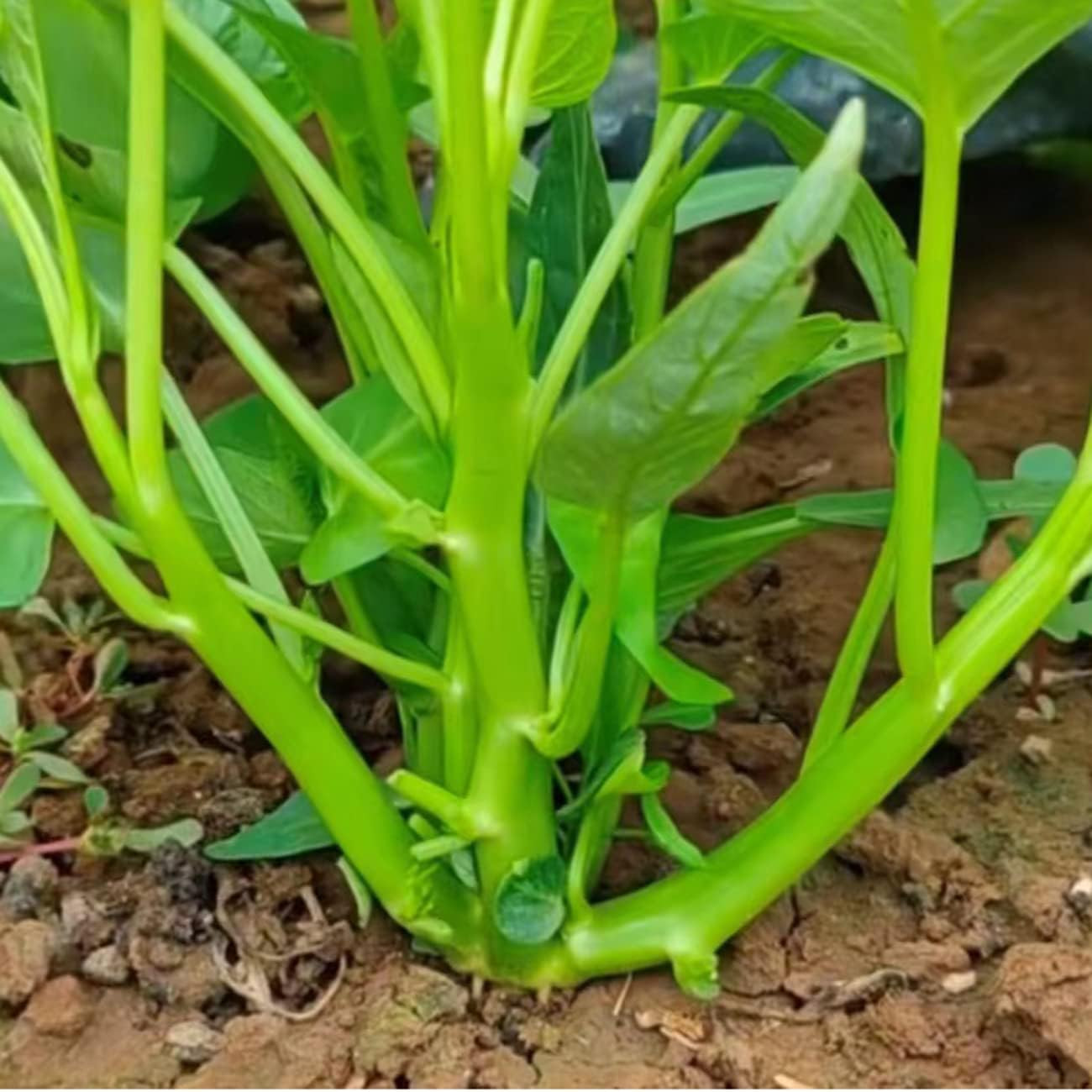 2000+ Kong Xin CAI Vegetable Seeds Water Spinach Kangkong Delicious Vegetable Se