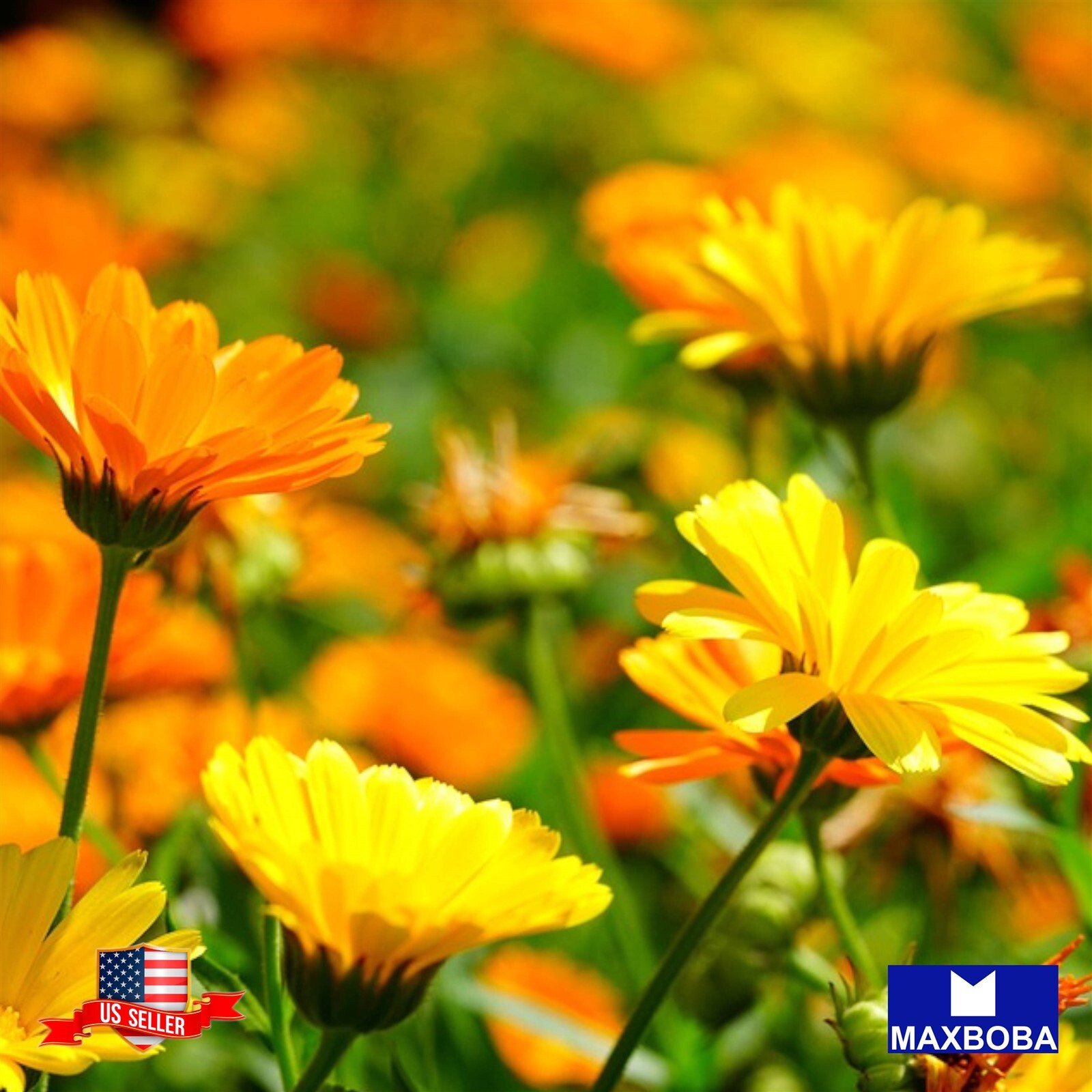 500+ Calendula Seeds – Pacific Beauty Mixture Non-GMO BOGO 50% OFF