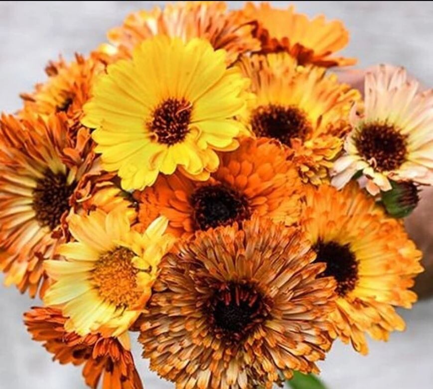 50+Seeds | Sunset Mix Calendula Seeds #H004