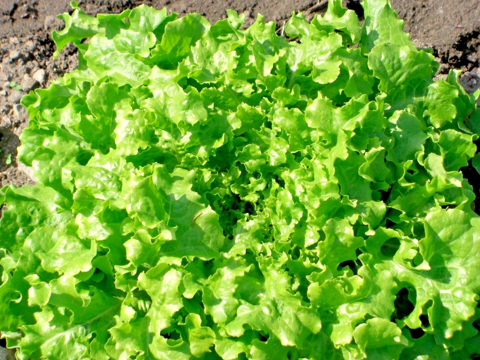 600+GREEN ICE Lettuce Seeds Organic Vegetable Spring Fall Garden Container Easy