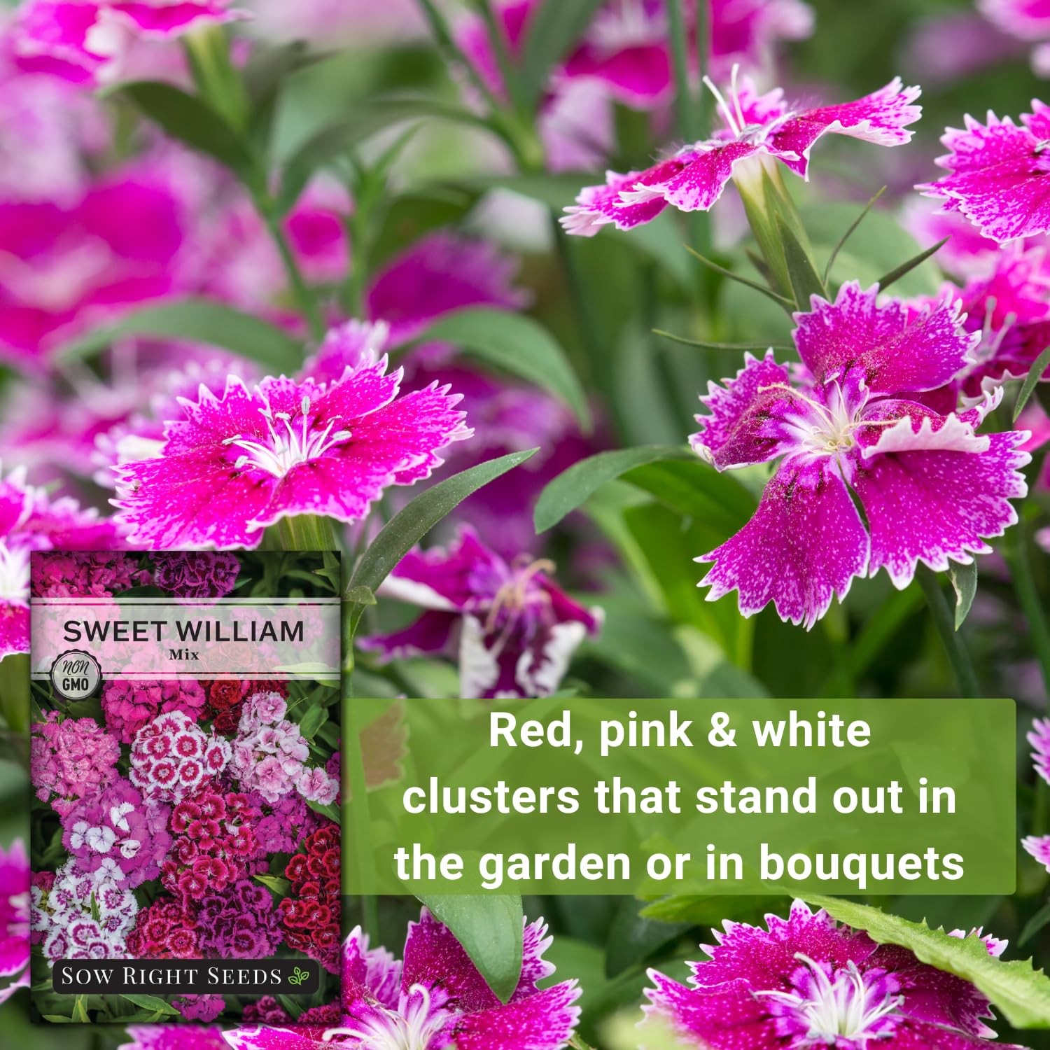 Sweet William Mix Flower Seeds Biennial Non GMO Heirloom Packet Garden Blooms