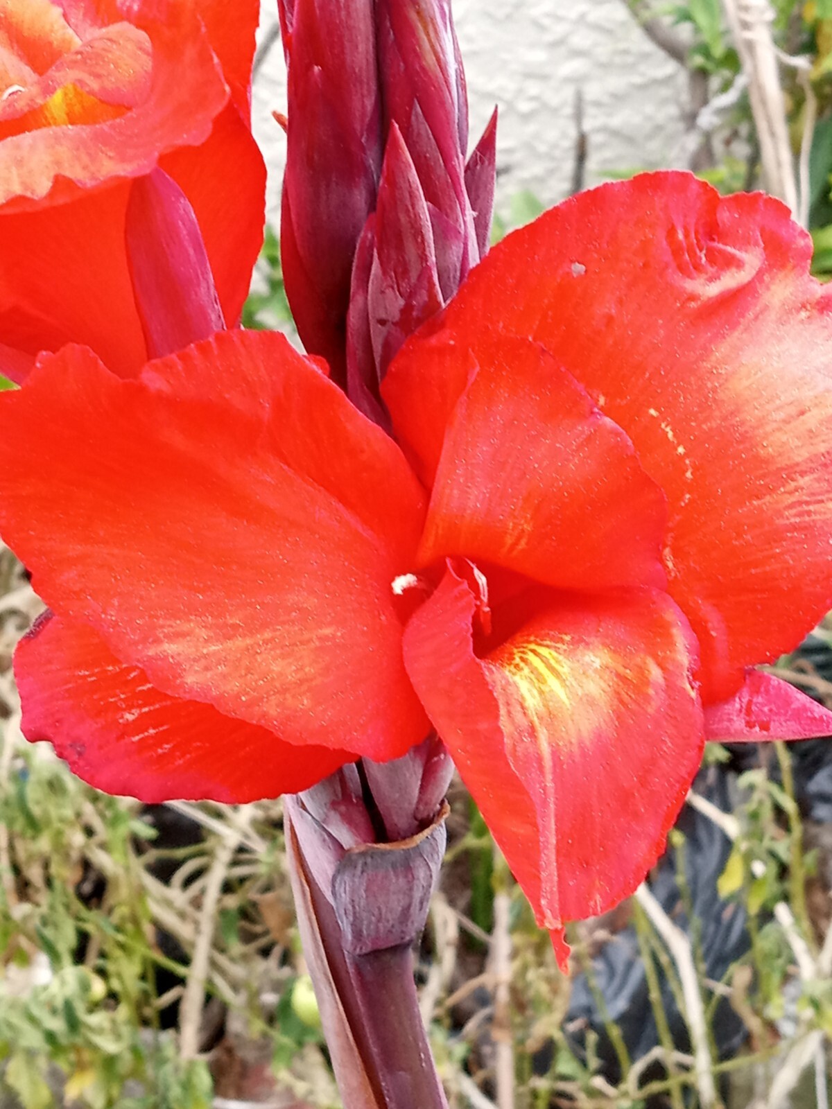 RED CANNA LILY Rooted Starter Plant Large Green Leaf – Hardy Tropical Perennial