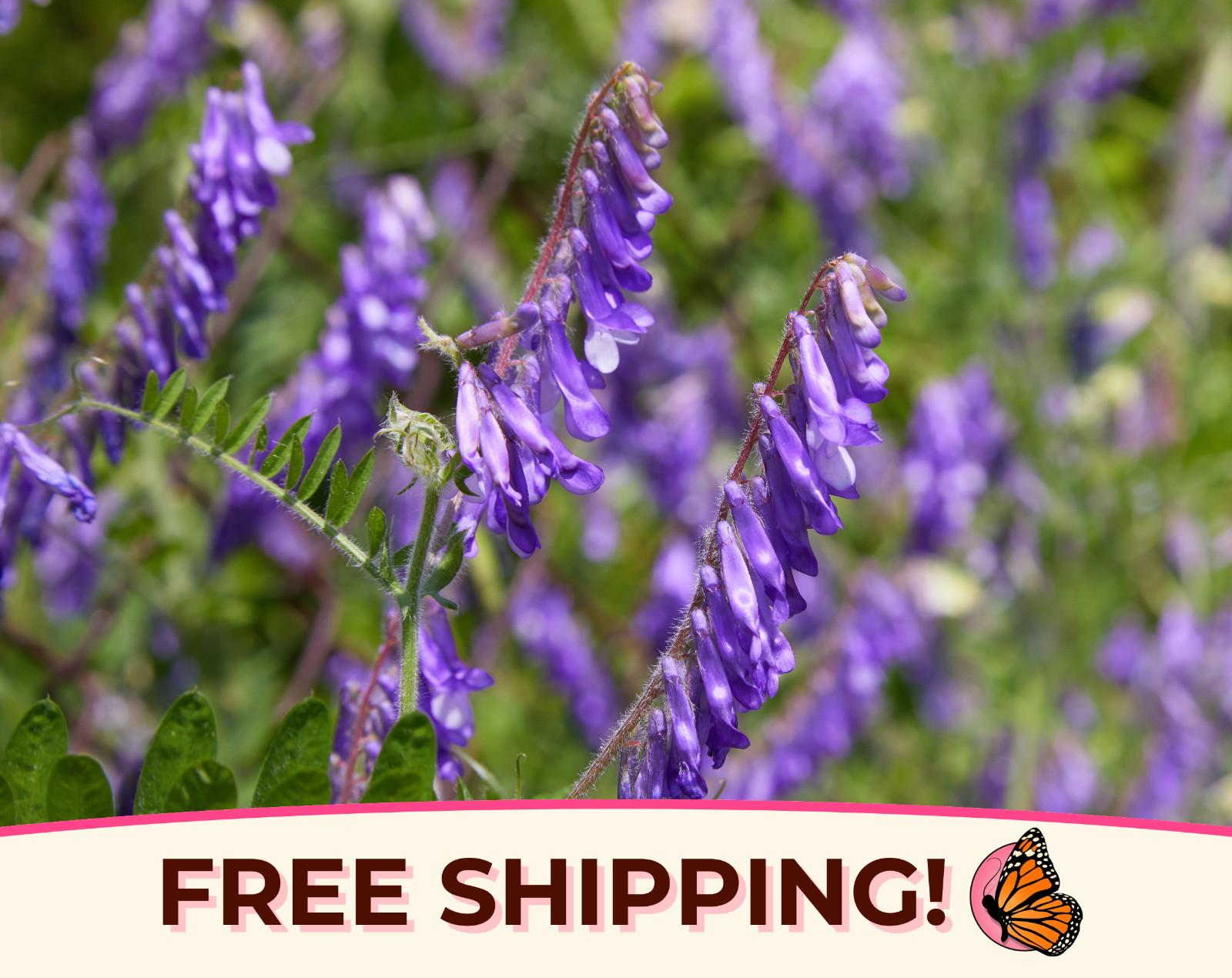 350+ Hairy Vetch Seeds | Pollinator Flower Garden Seed for Bees & Butterflies