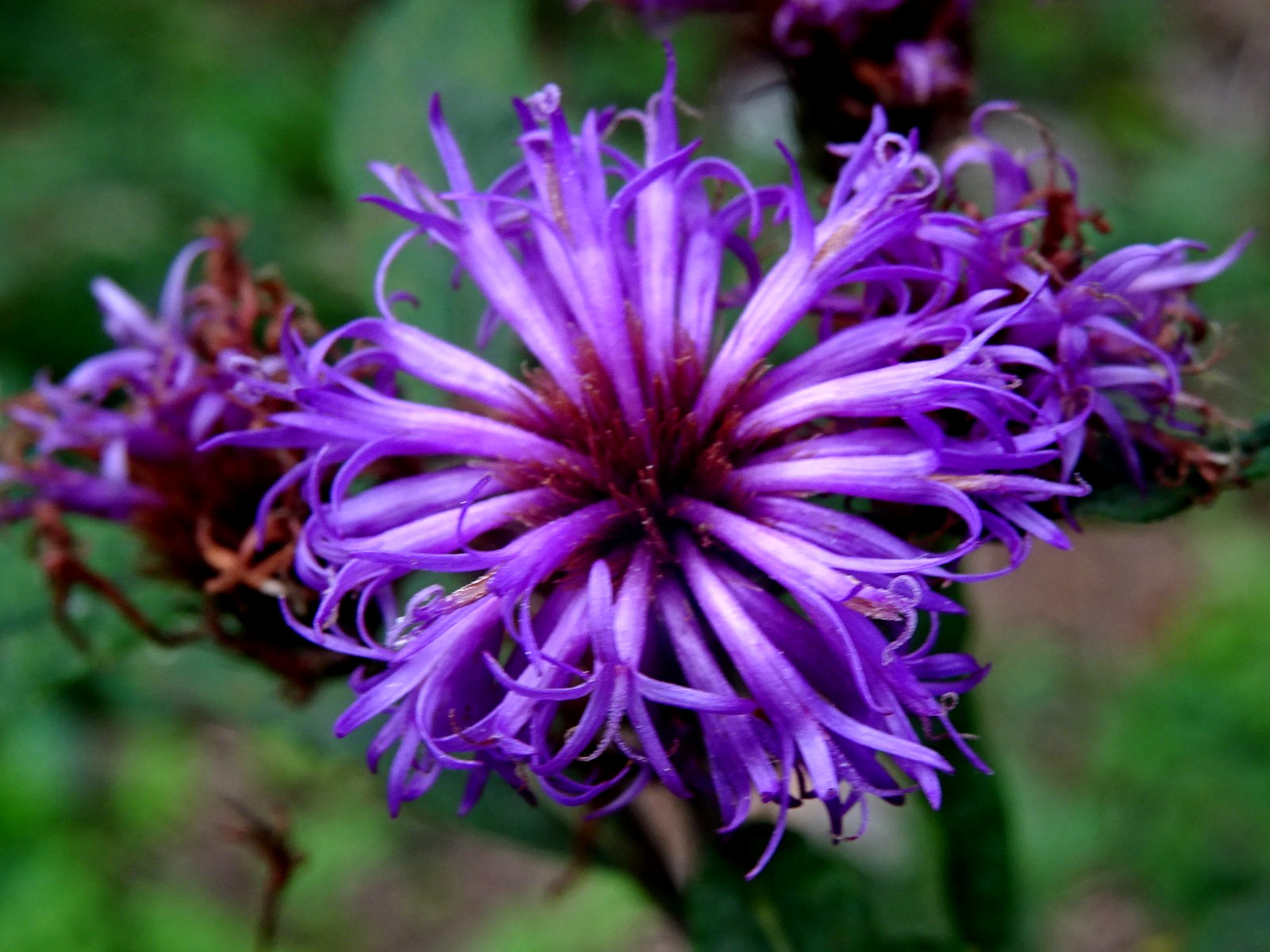 Vernonia noveboracensis New York Ironweed Native Perennial 50 seeds from 2025