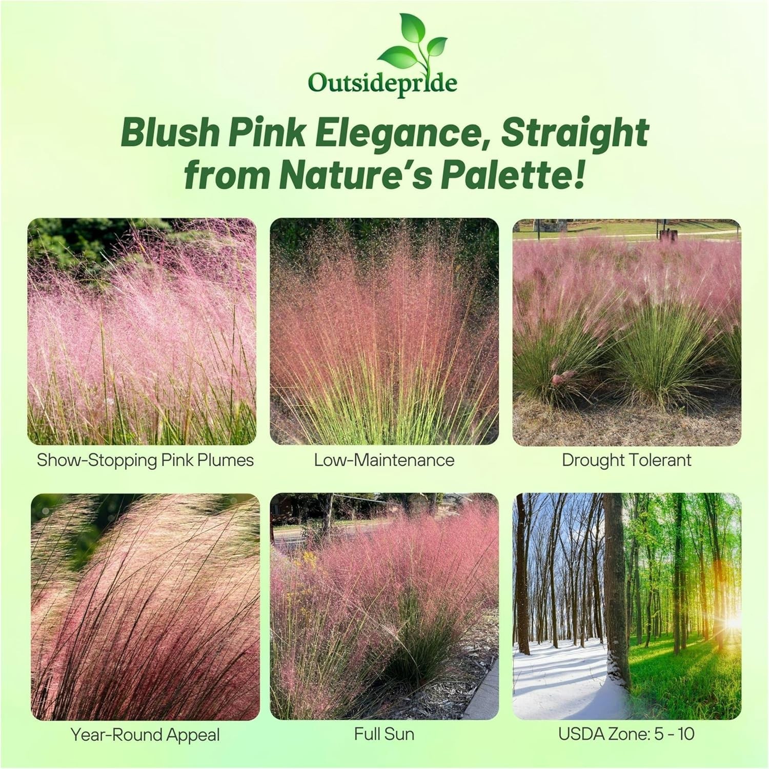 100 Seeds Pink Muhly Drought Tolerant Xeriscape Ornamental Grass Plant Seed