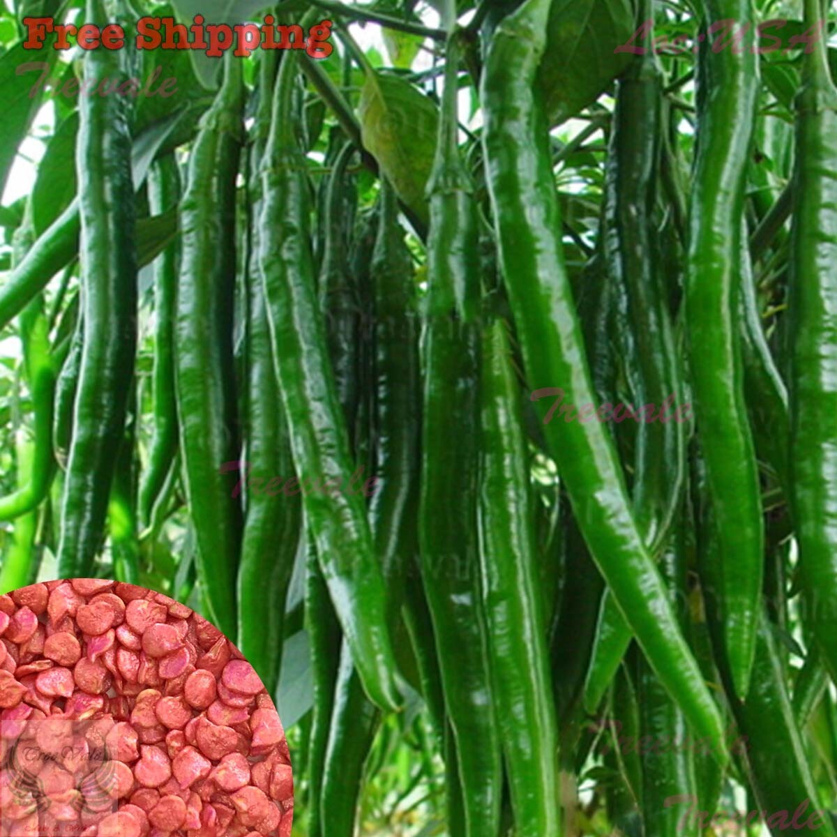 Hybrid Long Green Chili | NON-GMO