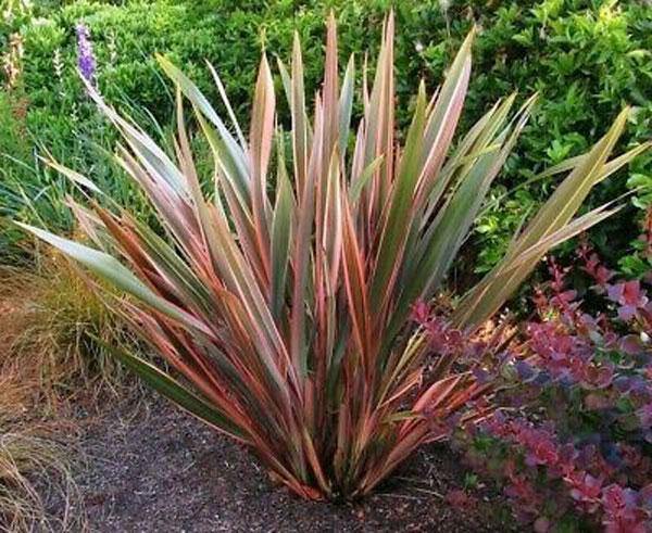 Phormium tenax | Rainbow Stripes | Flax | 20 Seeds