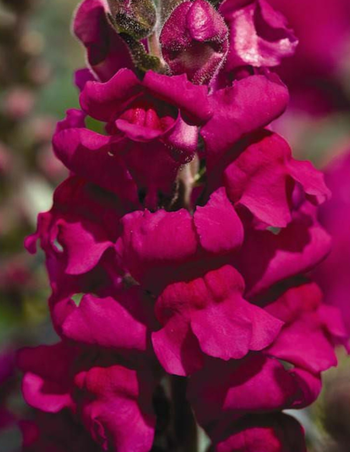25 VARIOUS Colors Snapdragoon Seeds