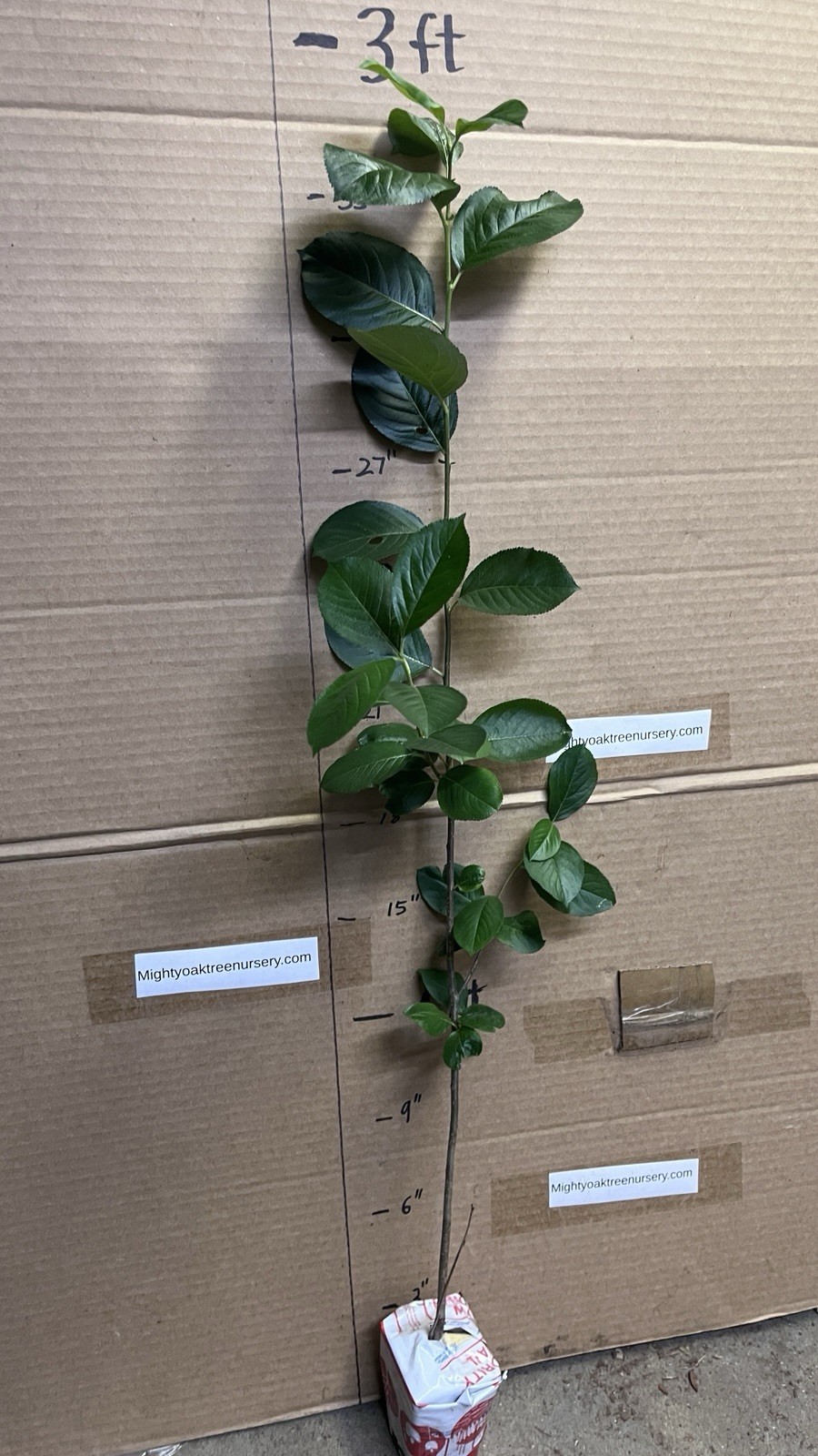 2-3 ft tall Viking Aronia melanocarpa – Black chokeberry, plant potted