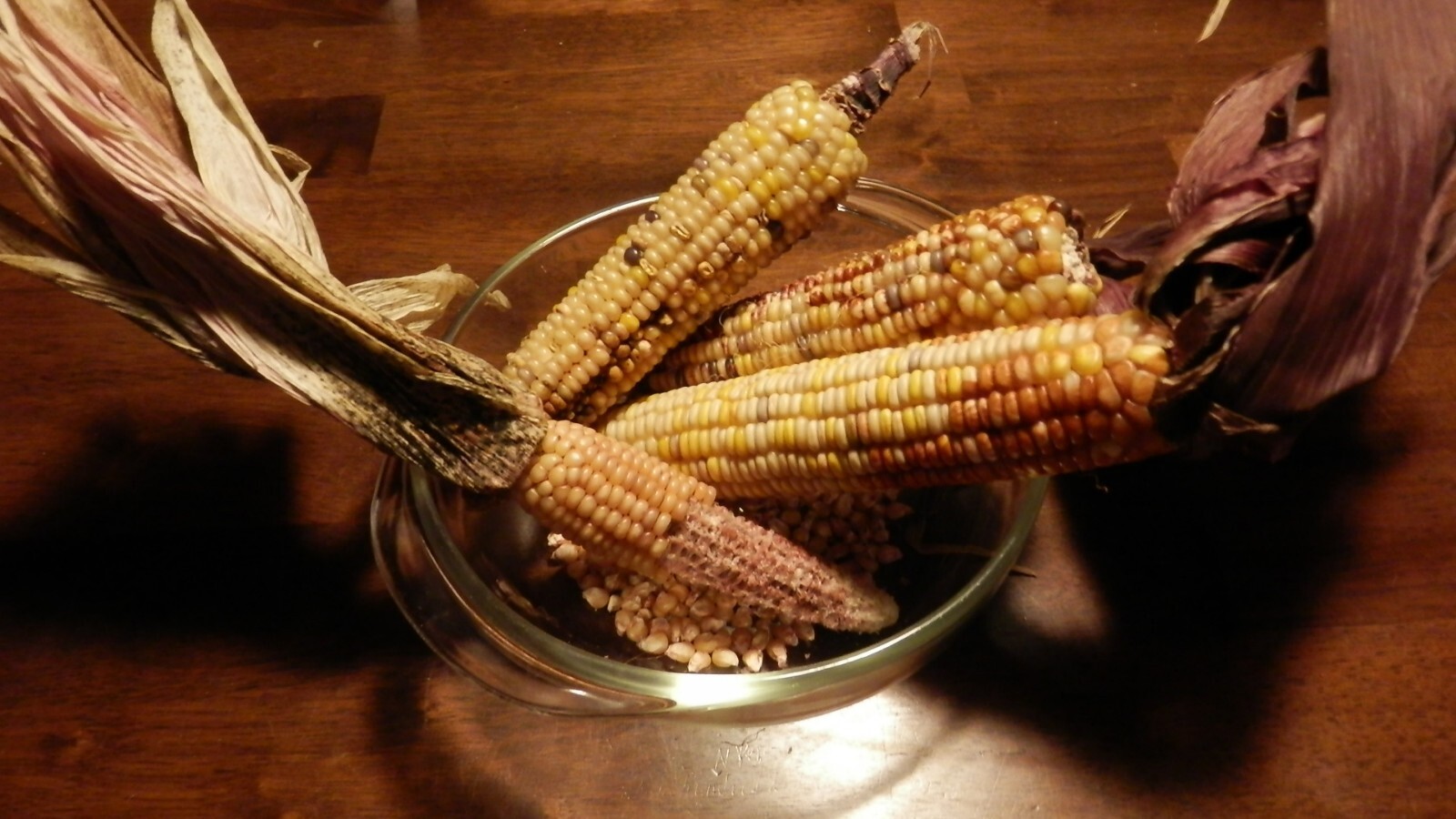 Organic Heirloom Corn Seeds 2 oz 1/8 lb ~250 Indian Native Blue Red Glass Gem