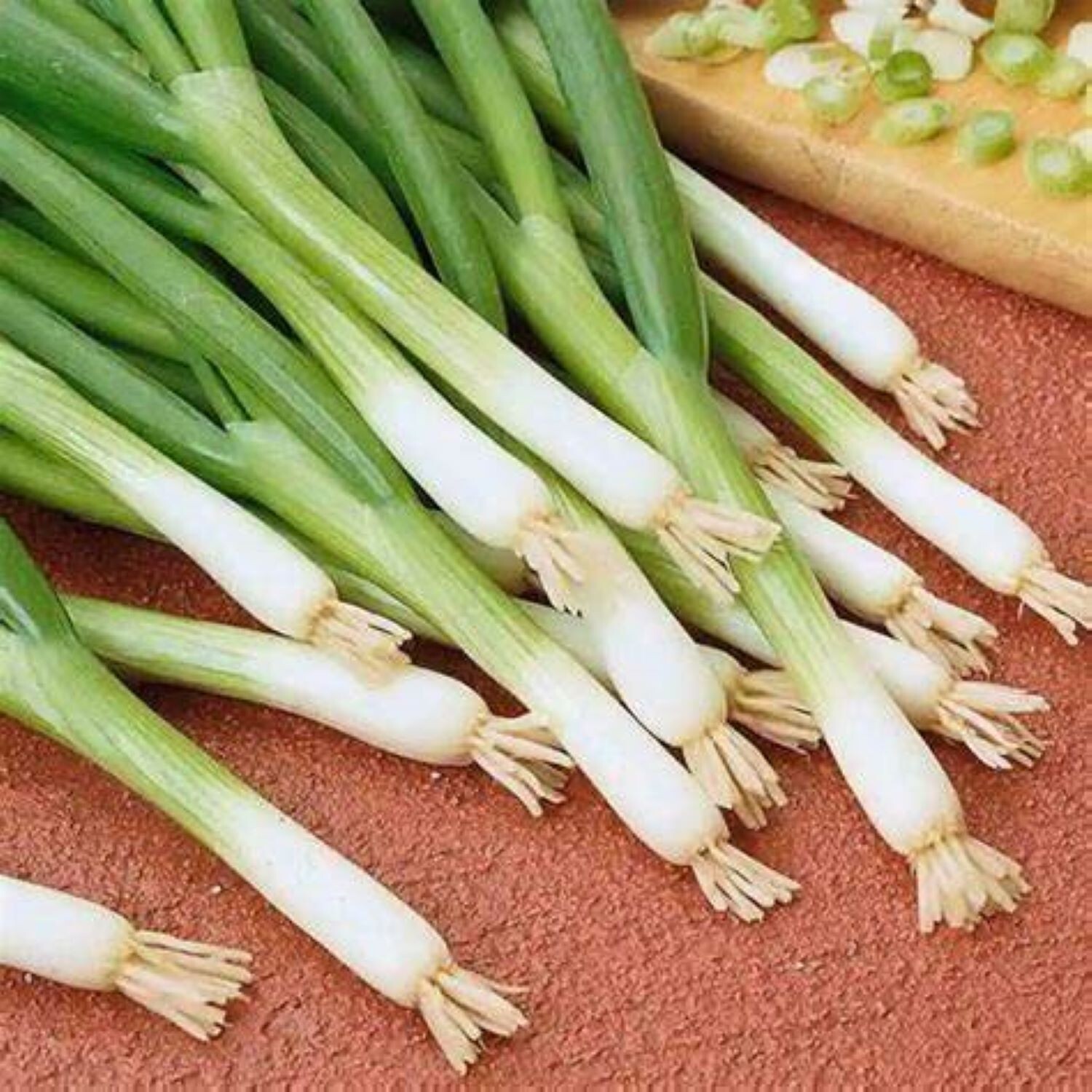 White Lisbon Onion Seeds Scallion Bunching Free Shipping