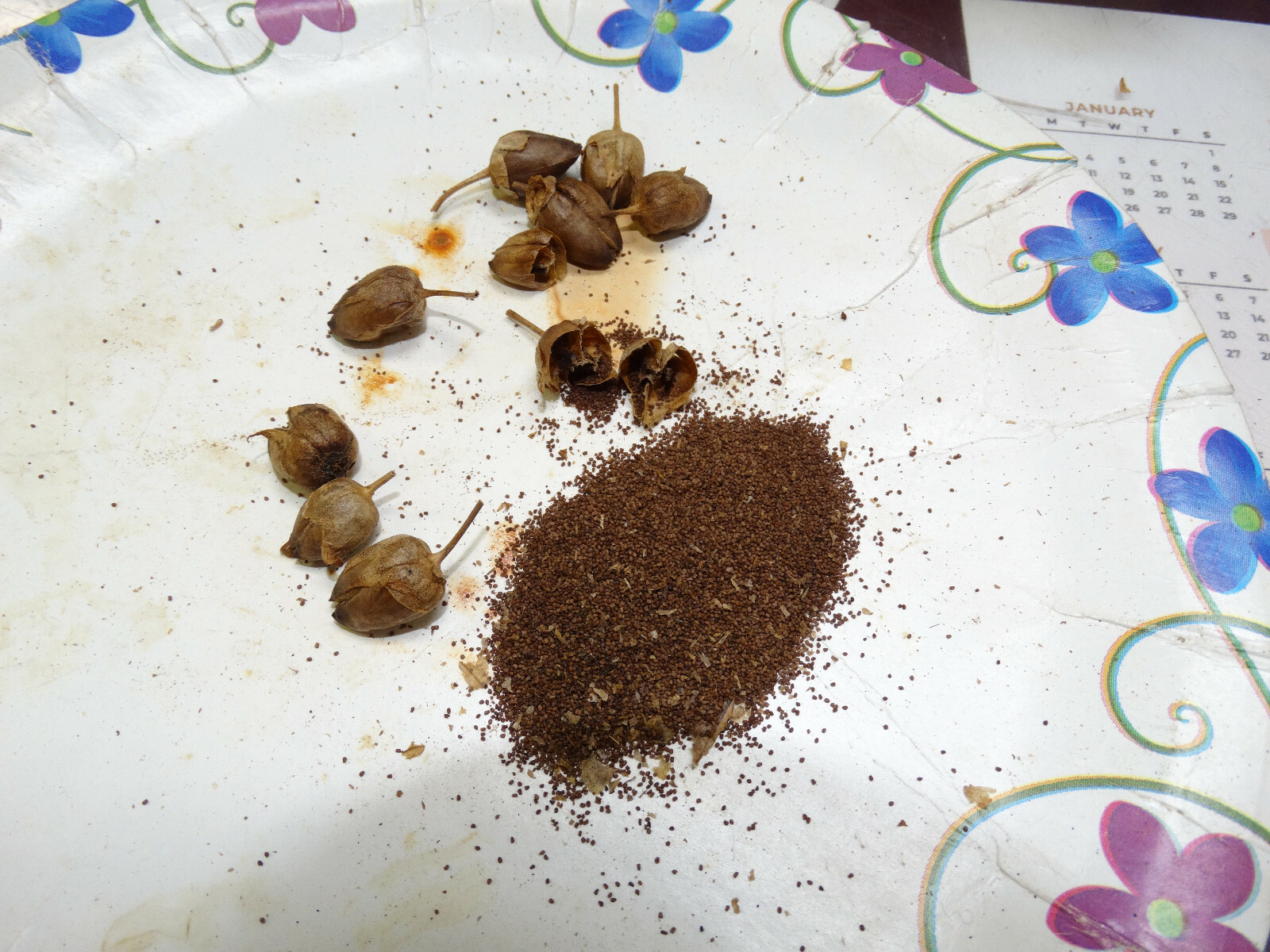 VERY RARE HARMANLI ORIENTAL AROMATIC TOBACCO 2000+ SEEDS 0.2GRAM FRESH 2023 CROP