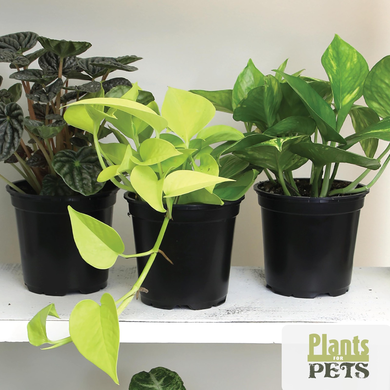 Essential Houseplant Collection (4PK) Live Plants Indoor Plants Live Housepla…