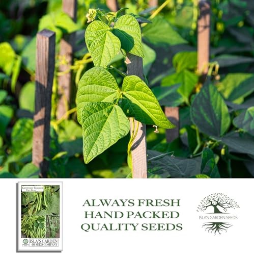 Kentucky Wonder Pole Bean Seeds (Phaseolus vulgaris) – 30+ Non-GMO Heirloom