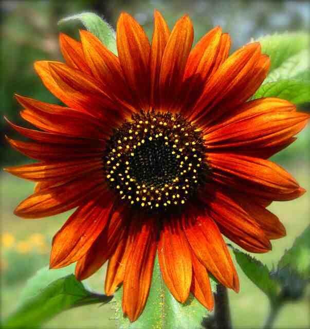 20 Hybrid Orange Sunflower Seeds. Colorful. Beautiful Vibrant Color .