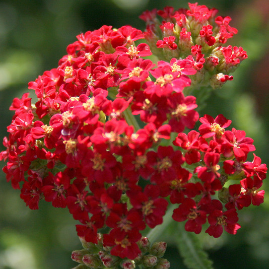Red Yarrow Seeds | Non-GMO | Free Shipping | Seed Store | 1267