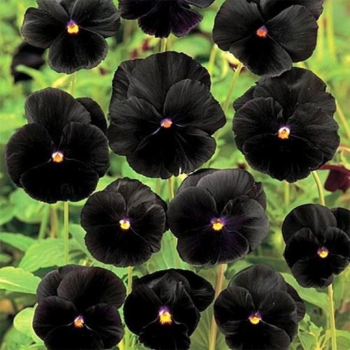 1000 Seeds Black Viola Pansy Seeds For Planting – Wittrockiana Clear