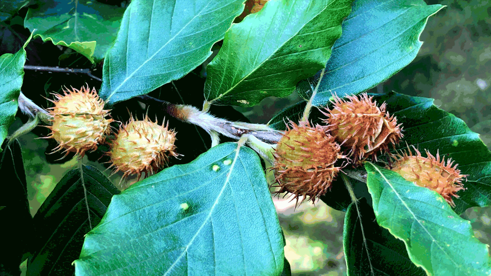 100 American Beech Tree Seeds (Fagus grandifolia) Hardy Zones 3-9 Fresh Nov. 25