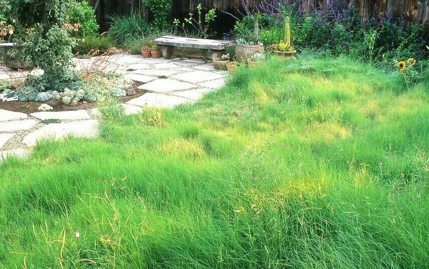 1001+BLUE GRAMA Seeds Native Prairie Grass Drought Poor Soils Low Maintenace