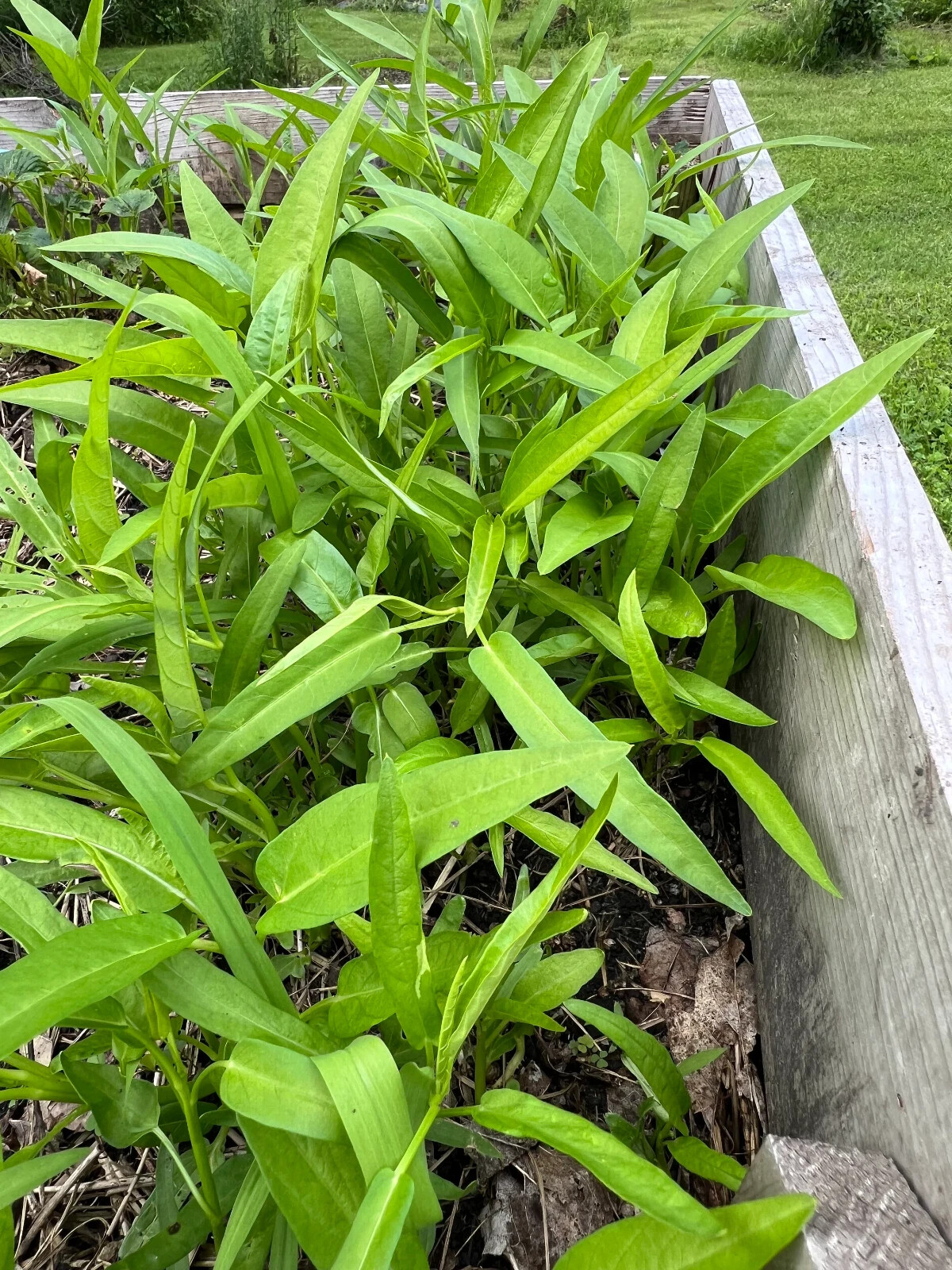 100 Water spinach seeds