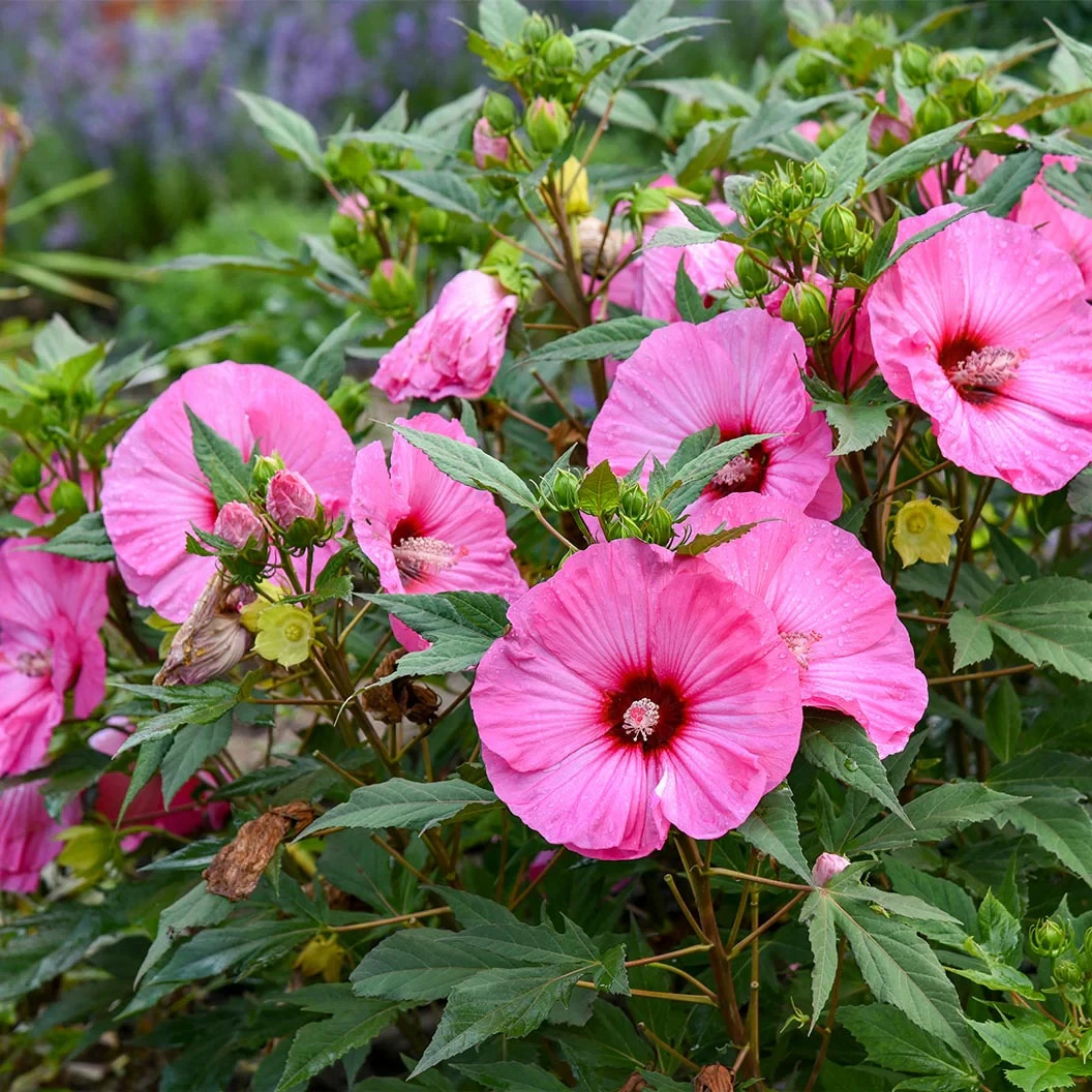 20 Pink Swamp Mallow Rose Seeds “LARGE FLOWER” Hardy Hibiscus Fast Garden Plant