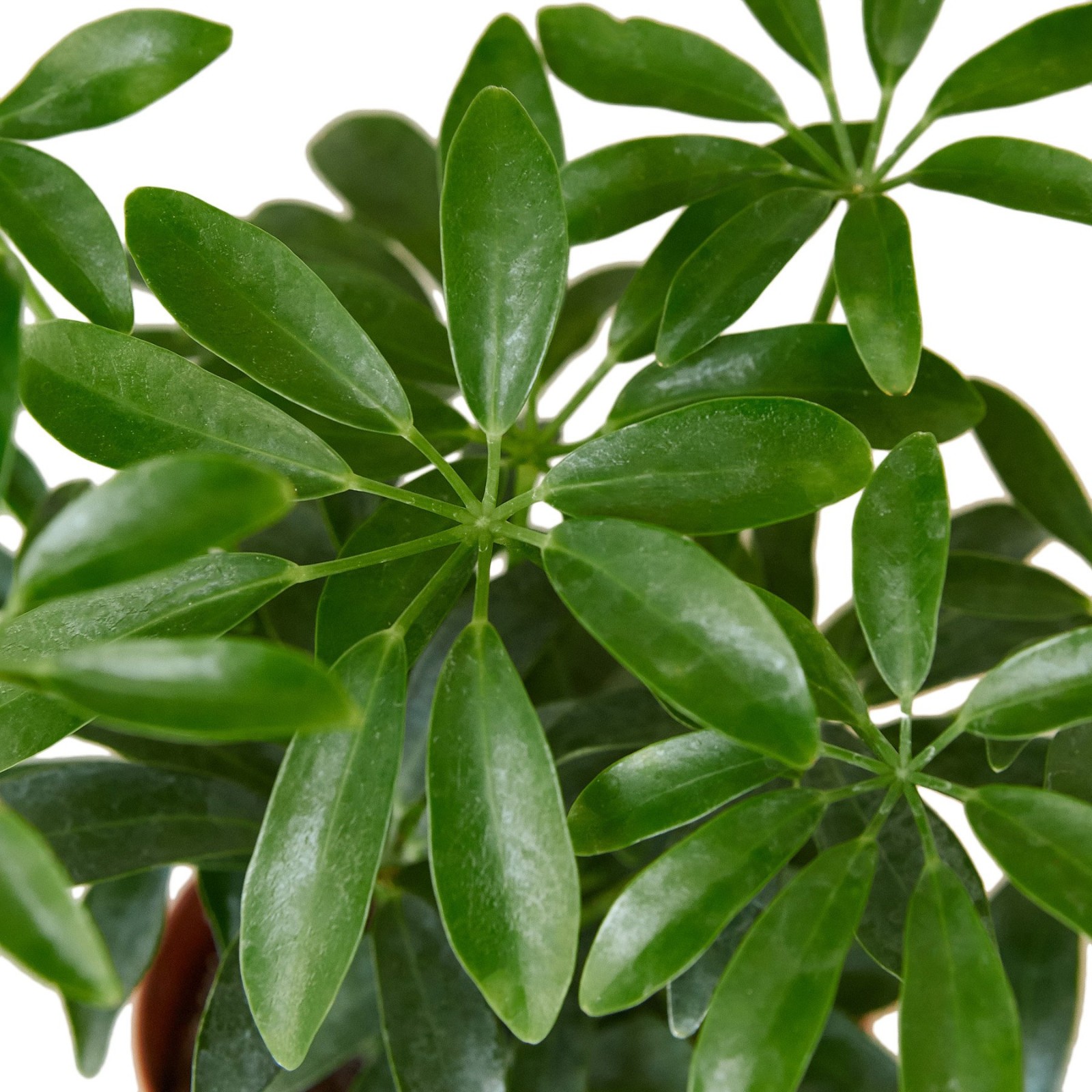Umbrella Plant. Schefflera Arborcola 10 Seeds. Free Shipping!