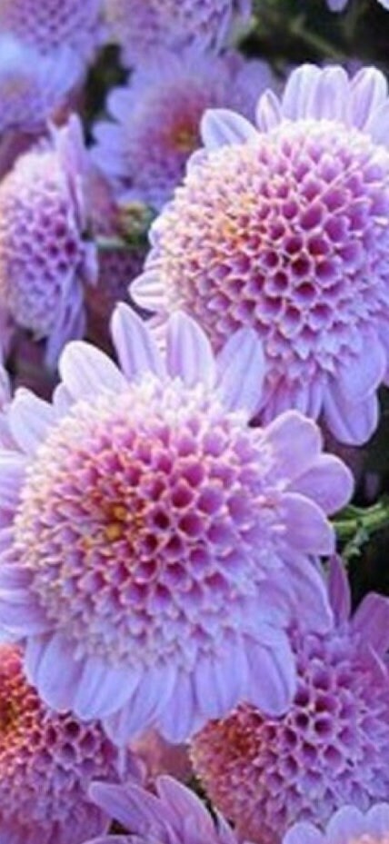 20 strawberry delight chrysanthemum flower seeds for spring summer pink White c