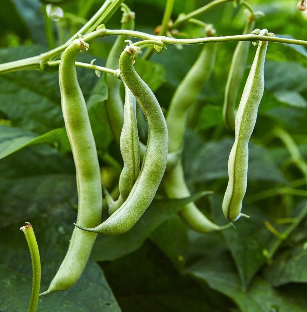 30 Blue Lake Pole Stringless Bean Seeds, Heavy Yield, Fresh 2026, Organic, Ohio