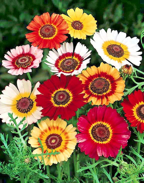 201+CHRYSANTHEMUM Painted Daisy Mix Seeds White Purple Red Yellow Patio/Garden