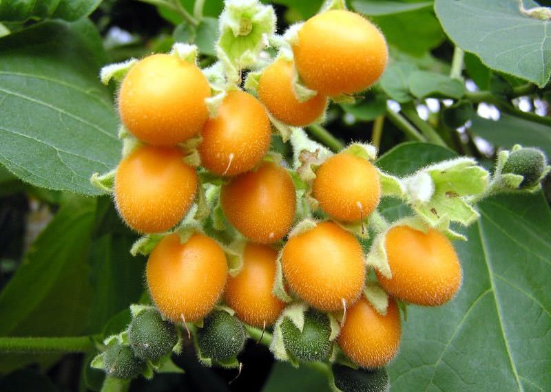 Cyphomandra betacea YELLOW TREE TOMATO Seeds!