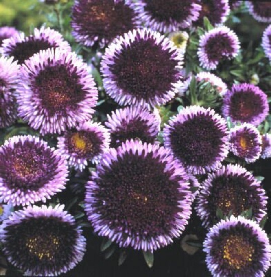 Aster Seeds Blue & White Premium Aster Tall Variety 100 Seeds