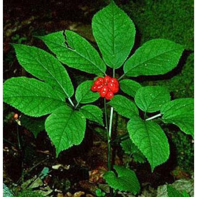 100 PCS Premium Appalachian Ginseng Seeds Fresh, High-Quality root seeds