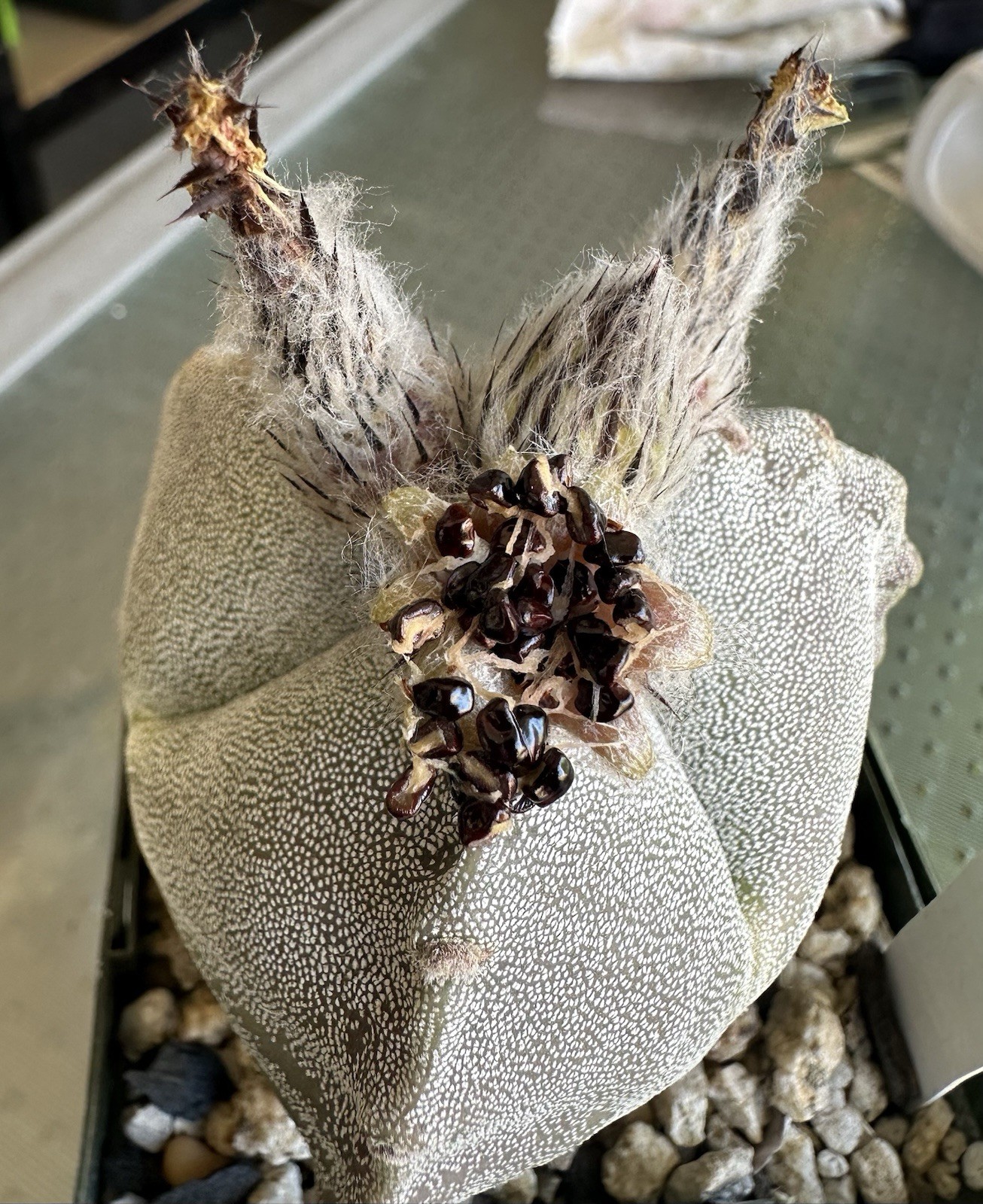 25 Seeds Astrophytum Myriostigma Tricostatum Cactus Seeds 2025