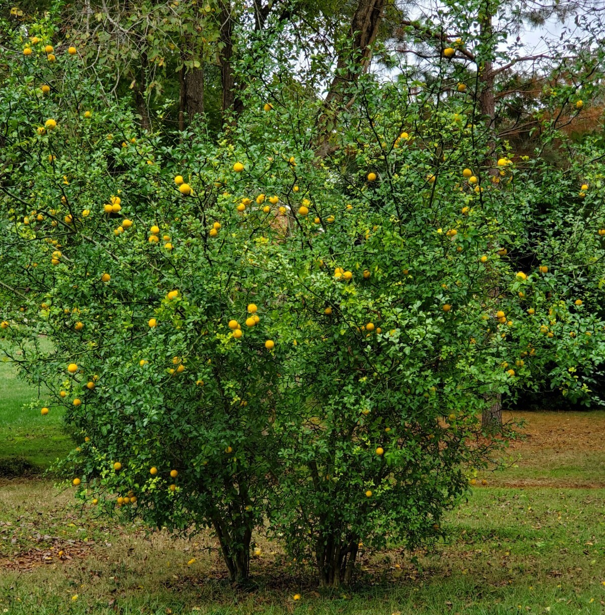 CLEARANCE SALE!! Poncirus Trifoliata Hardy Orange SEEDS 100+ Grow For Grafting🍊