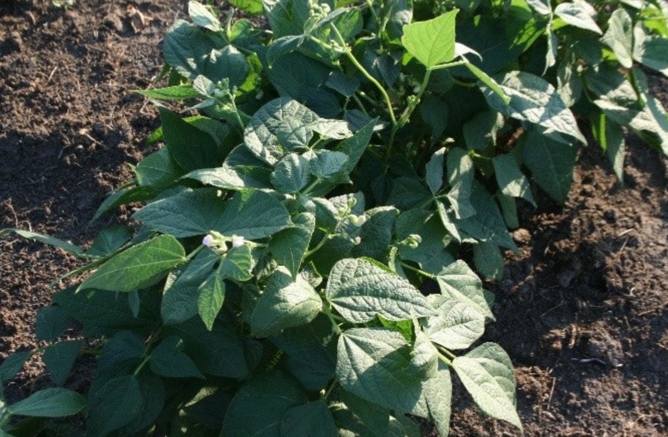 Contender Stringless Bush Green Bean – Fresh Seeds 2026, Early Heirloom 🇺🇸 USA