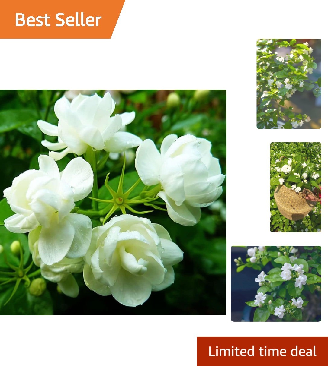 50 Pcs Heirloom Jasmin Seeds for Fragrant Indoor/Outdoor Garden Elegance