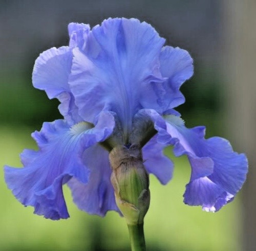 Bearded Iris FULL TIDE 1 Flower Plant Bulb Bare Root WISTERIA BLUE 1970 Awards