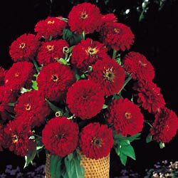 Zinnia Benary Giant Deep Red 250 seeds