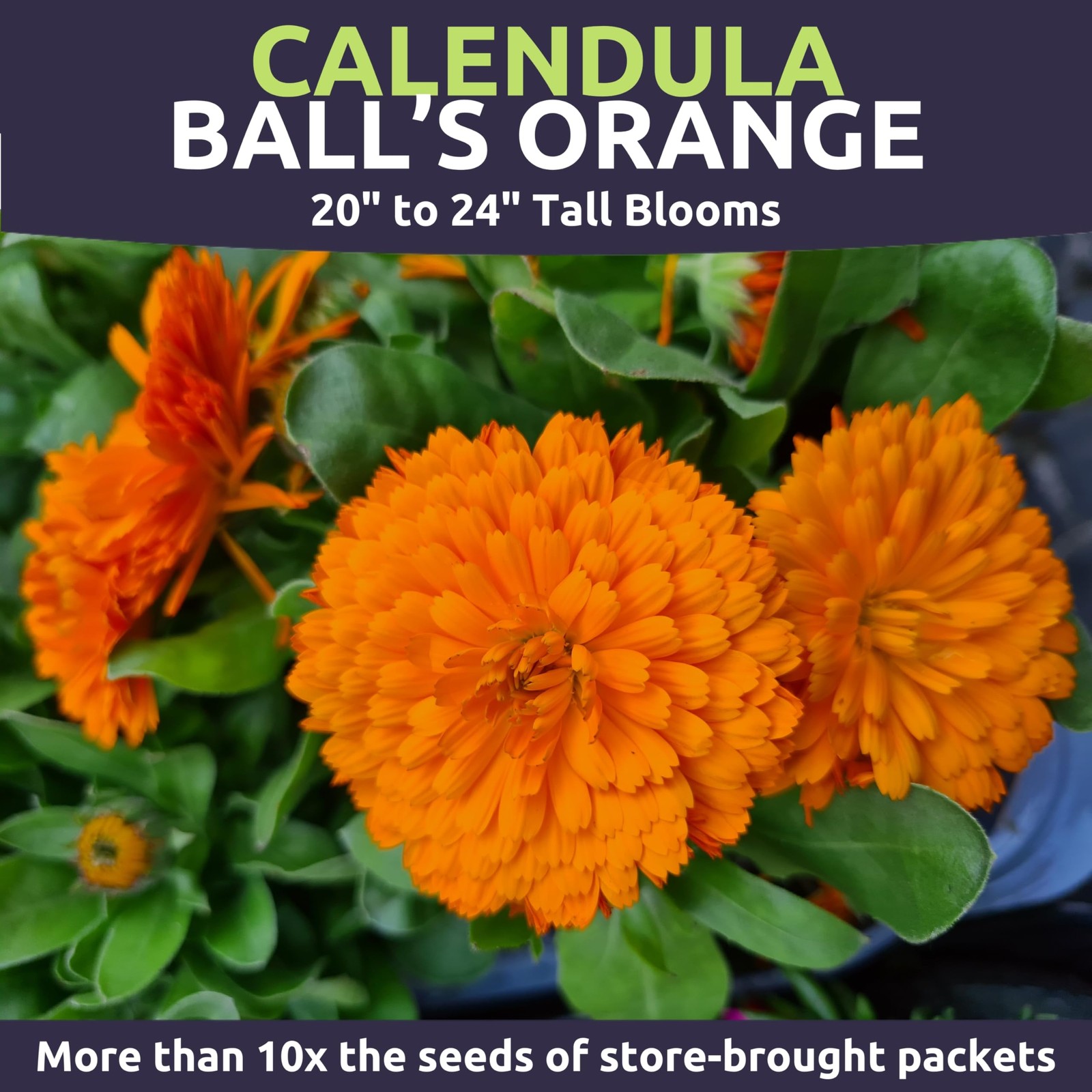 “Calendula Flower Seeds – 3,500 Count, Large 1 Ounce Packet for Planting”
