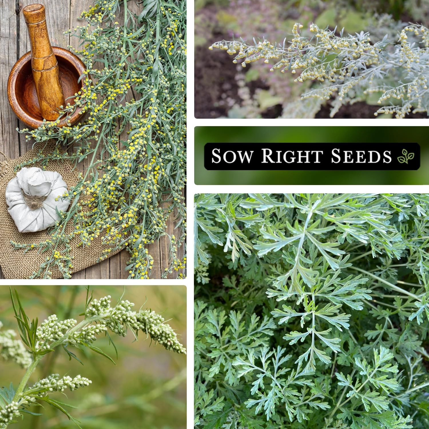 Wormwood Seeds for Planting – Non-GMO Heirloom Herb Garden Packet with